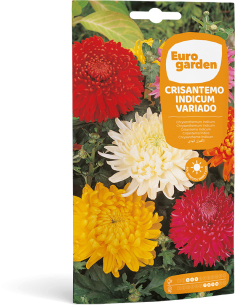 EUROGARDEN - Semilla Crisantemo Indicum Variado