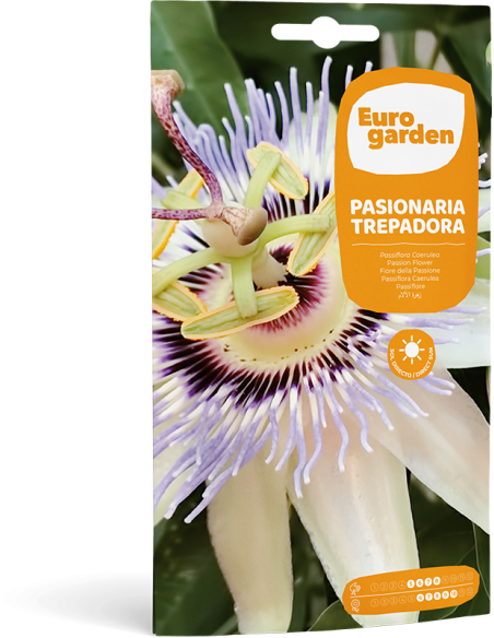 EUROGARDEN - Semilla Pasionaria Trepadora