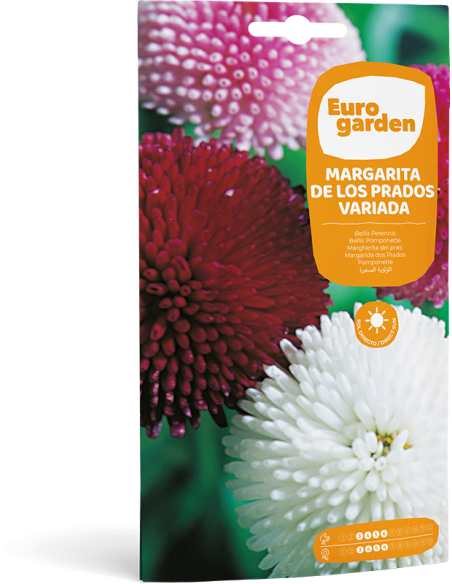 EUROGARDEN - Margarita de los Prados Variada