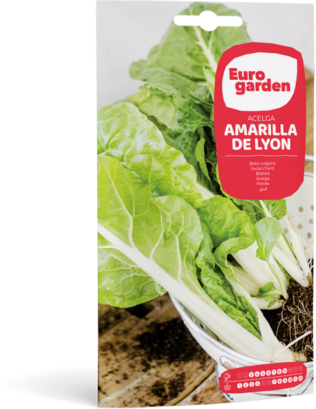 EUROGARDEN - Semilla de Acelga Amarilla de Lyon